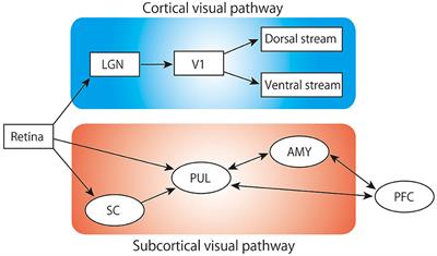 Neuronal mechanism of innate rapid processing of threating animacy cue in primates: insights from the neuronal responses to snake images